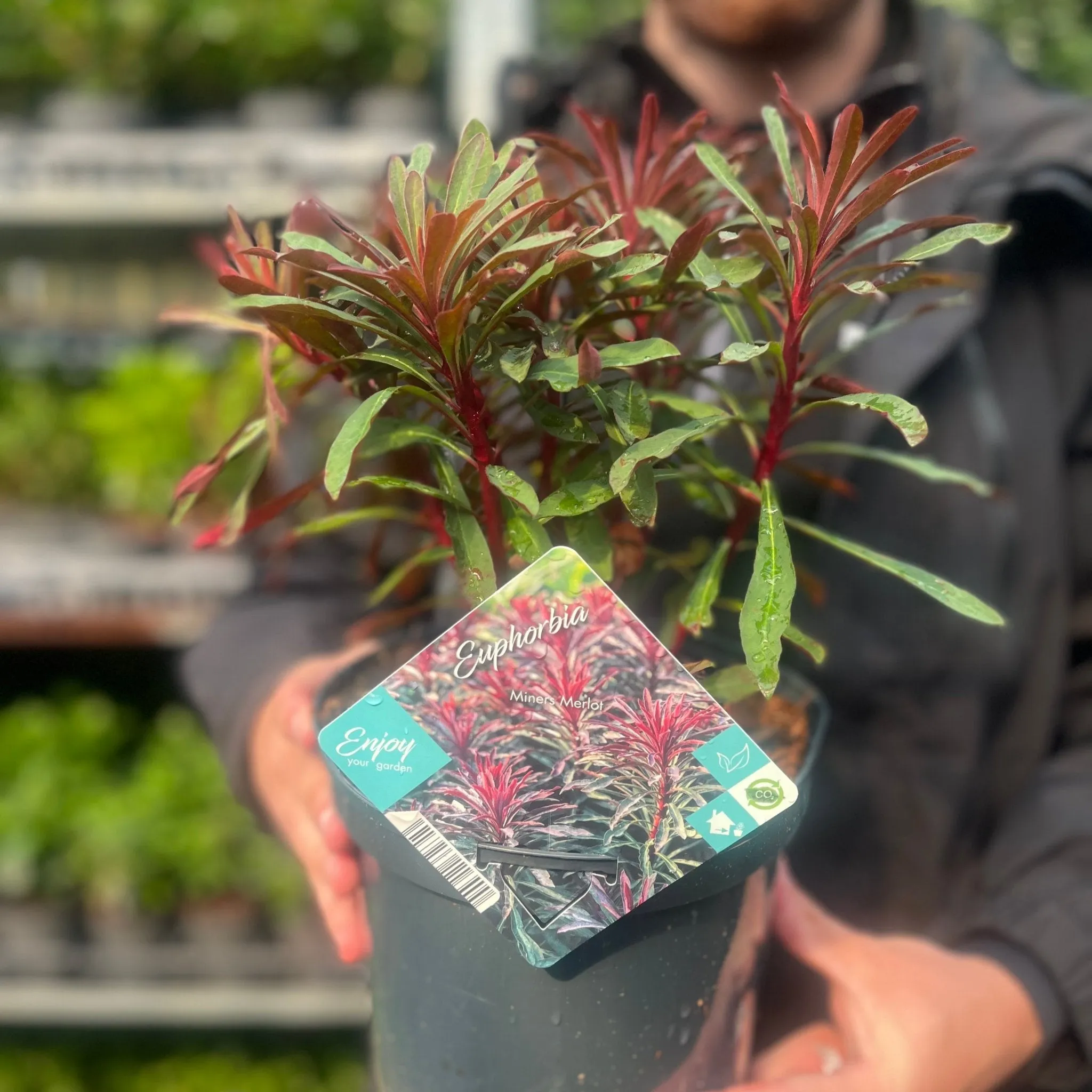 Euphorbia 'Miners Merlot' 3L