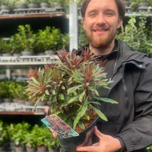 Euphorbia 'Miners Merlot' 3L