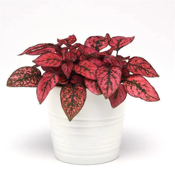 Hypoestes Splash Red Seeds