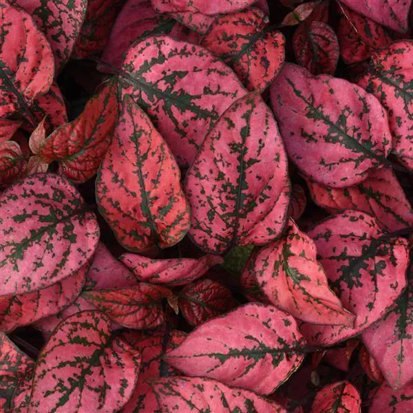 Hypoestes Splash Red Seeds