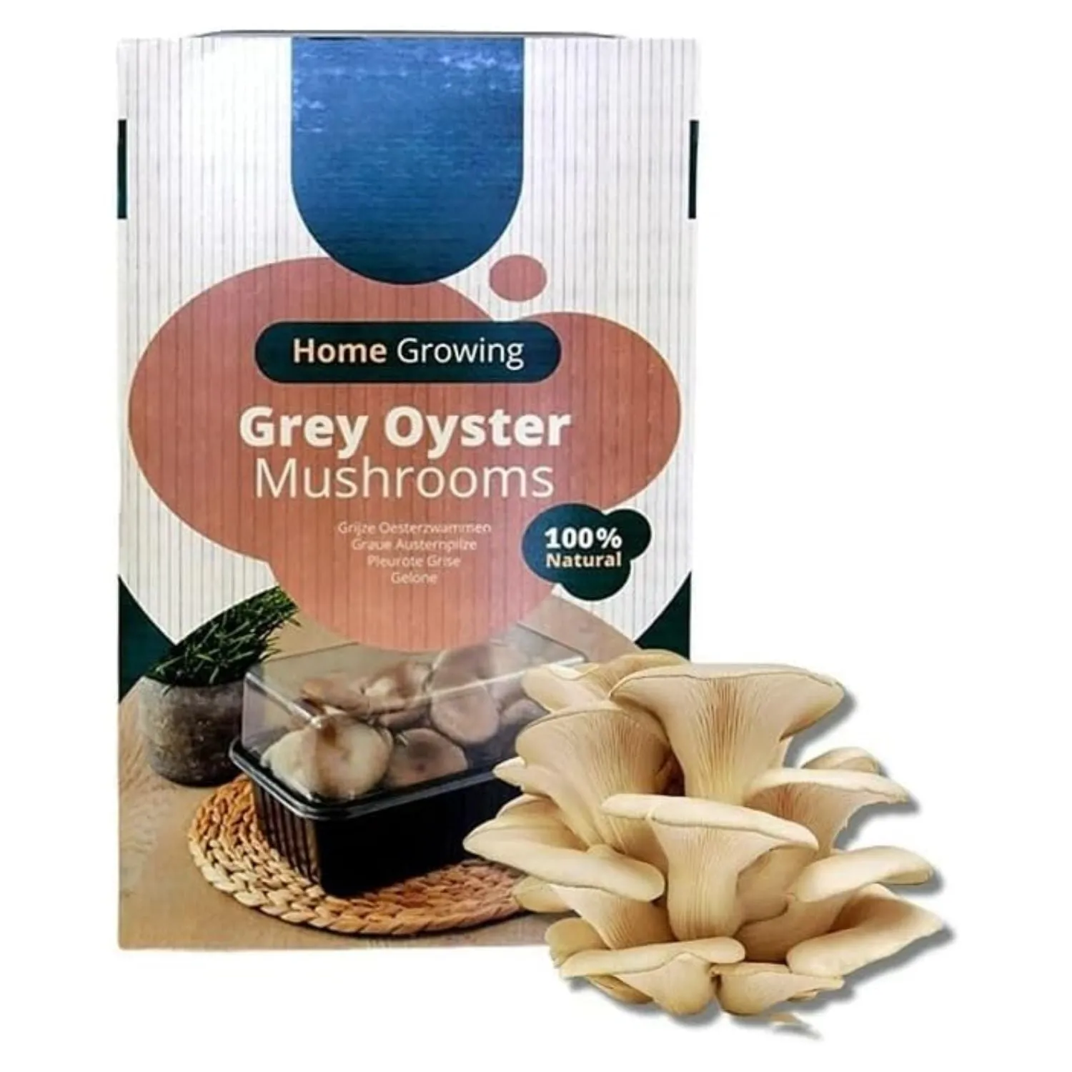 Plantline Mini Champ Home Growing Brown Mushroom